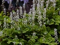 Tiarella Black Velvet IMG_9448 Tiarella